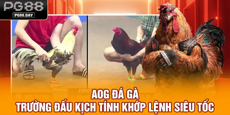 AOG Đá Gà - Trường Đấu Kịch Tính Khớp Lệnh Siêu Tốc