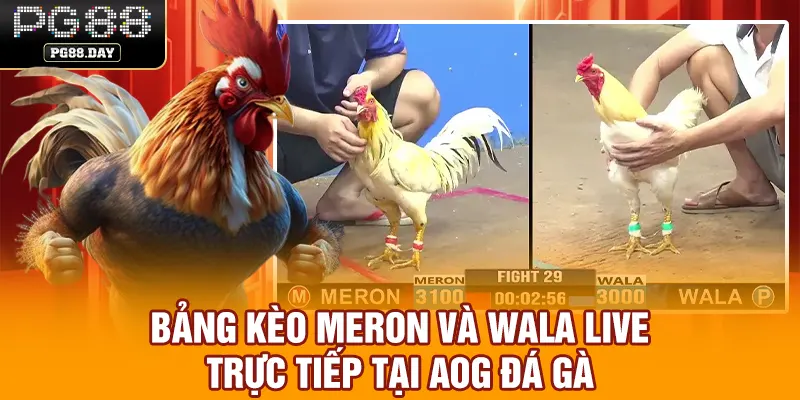 Bảng kèo Meron và Wala live trực tiếp tại AOG đá gà