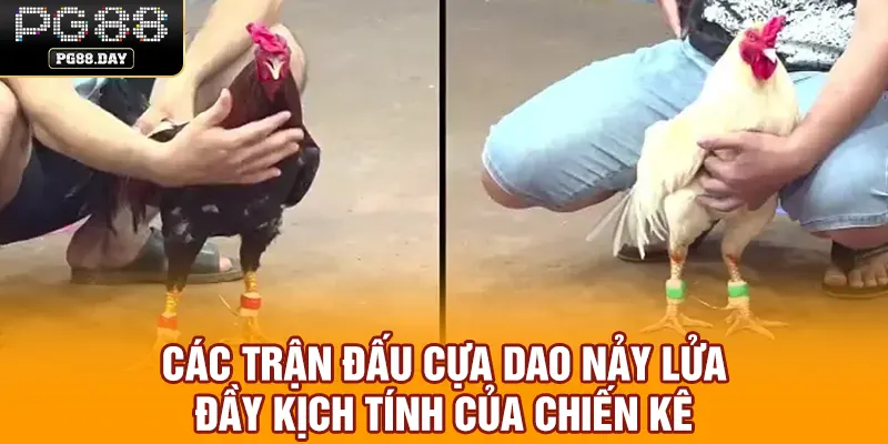 Các trận đấu cựa dao nảy lửa đầy kịch tính của chiến kê