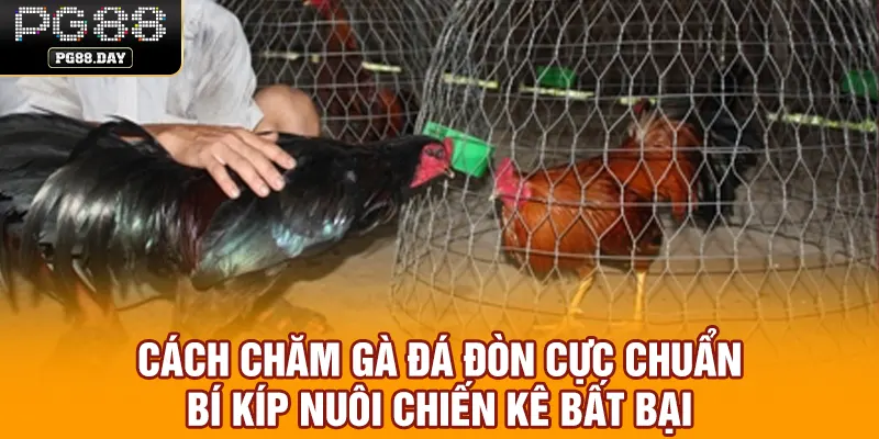Cách Chăm Gà Đá Đòn Cực Chuẩn - Bí Kíp Nuôi Chiến Kê Bất Bại