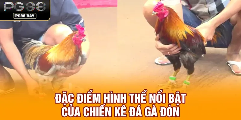 Đặc điểm hình thể nổi bật của chiến kê đá gà đòn