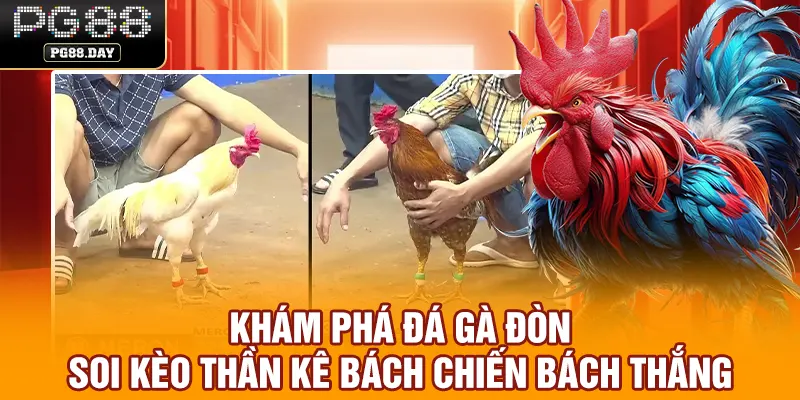 Khám Phá Đá Gà Đòn - Soi Kèo Thần Kê Bách Chiến Bách Thắng