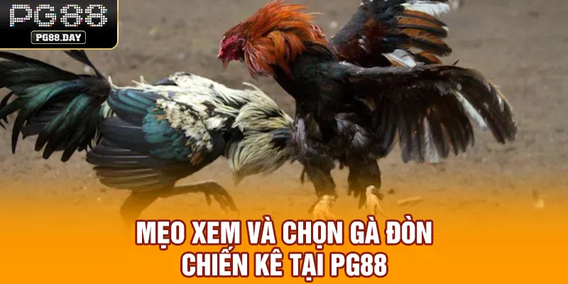 Mẹo xem và chọn gà đòn chiến kê tại PG88