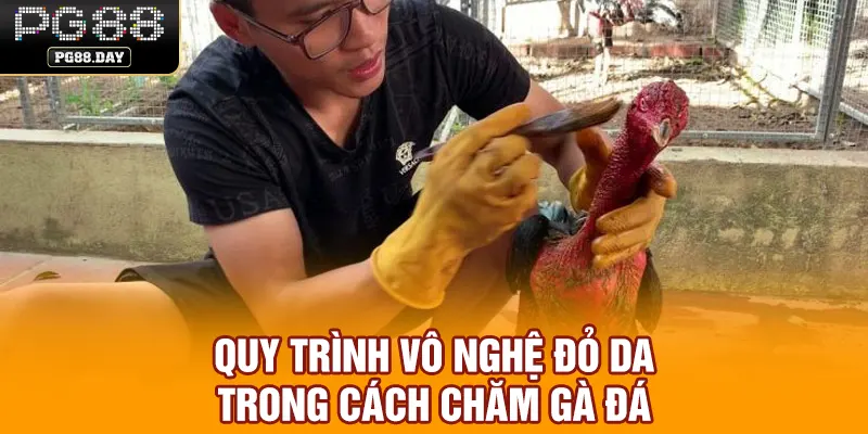 Quy trình vô nghệ đỏ da trong cách chăm gà đá
