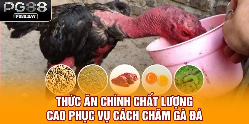 Thức ăn chính chất lượng cao phục vụ cách chăm gà đá